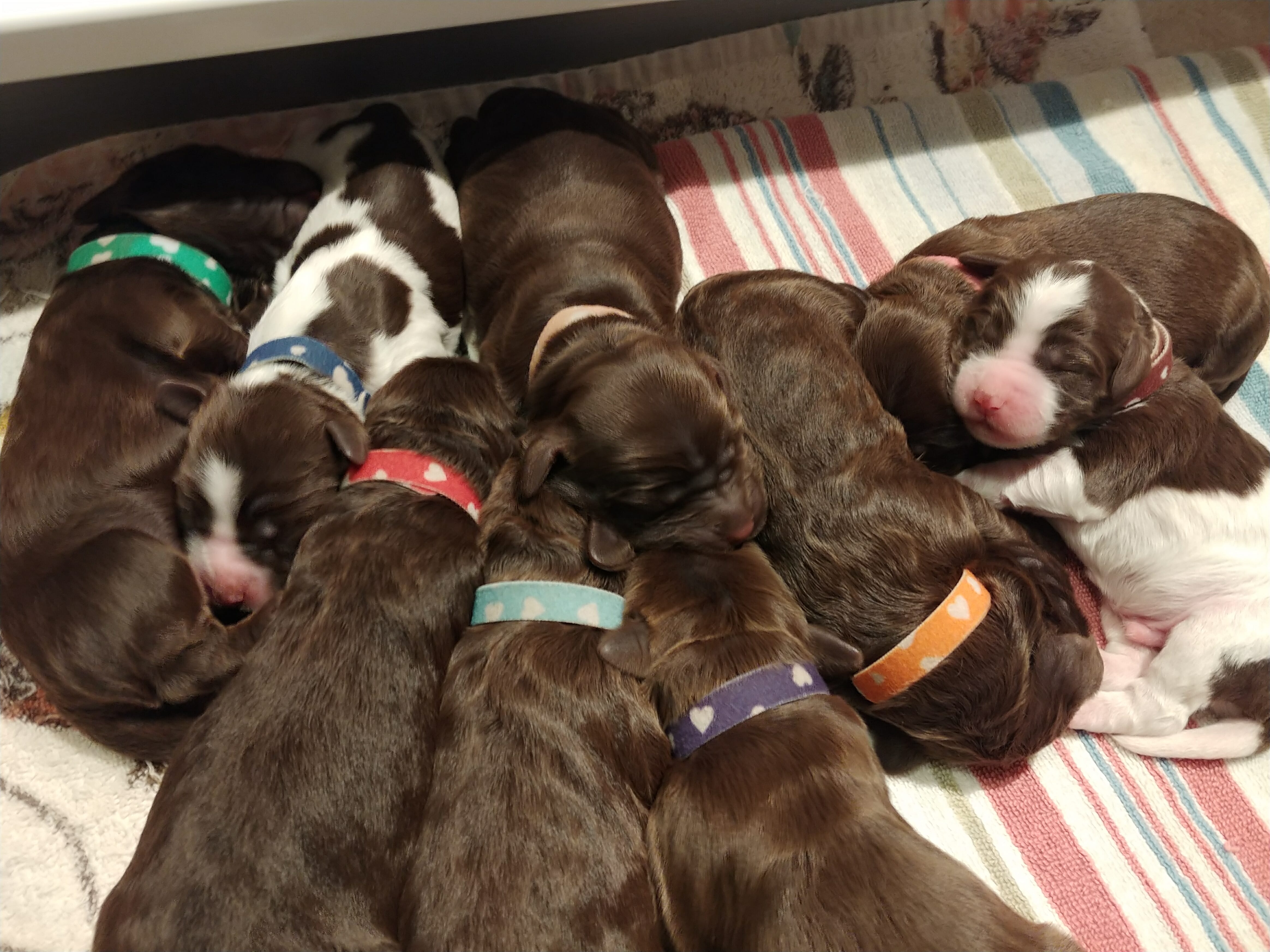 9 sleeping puppies. 7 chocolate colored. 2 parti patterns.