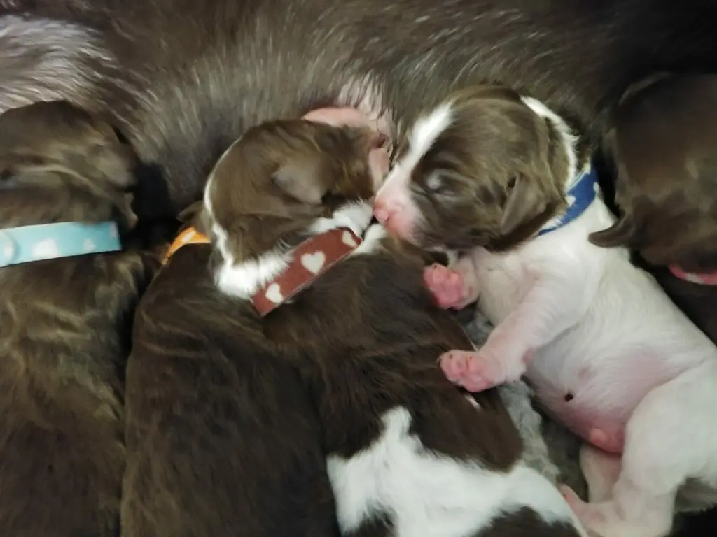 Birds eye view of 5 puppies sleeping and nursing. There is a parti pattern puppy wearing a red collar in the center of the image, he is nursing. To his right is another white and chocolate parti pattern puppy sleeping, wearing a blue collar. The other puppies are chocolate colored and we can only see their backs.