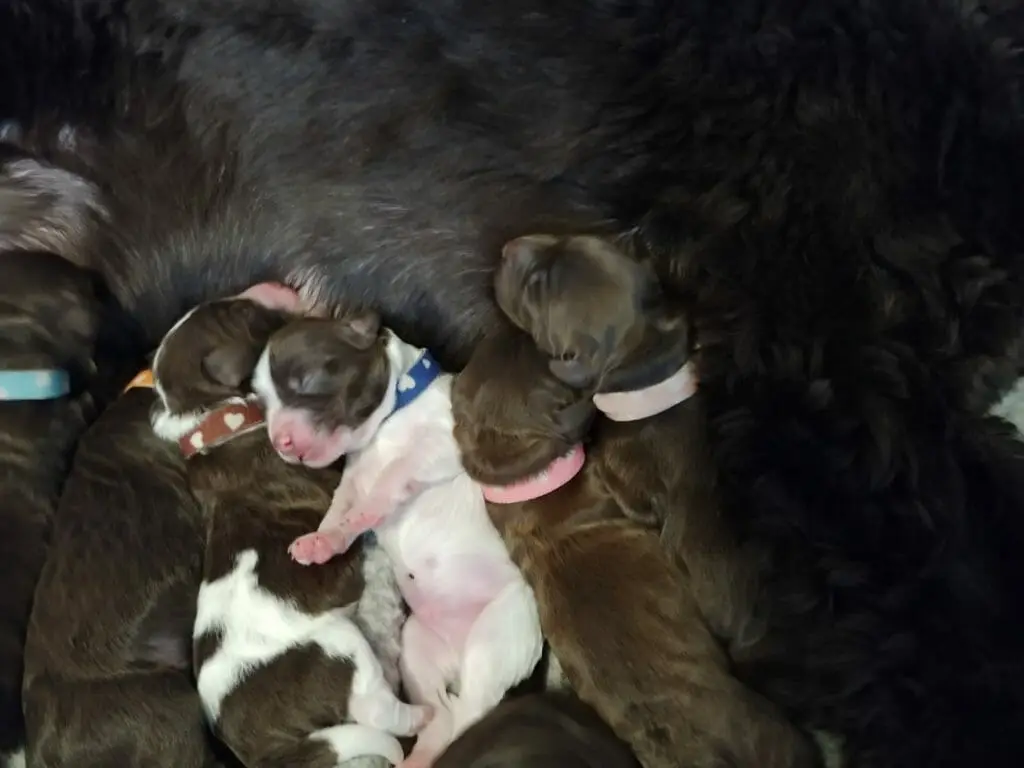 Picture taken from above. 4 one-week old puppies. Left to right there iare two chocolate puppies, a parti pattern (white and chocolate) nursing, another parti pattern is asleep on their back with legs stretched out straight up, a chocolate colored puppy is nursing and then another chocolate colored puppy is asleep.