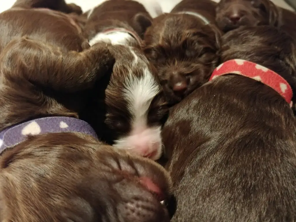 Close up image of 4 sleeping puppies cuddled together. A white and chocolate parti pattern is in the center facing the camera. Behind that puppy is a chocolate colored puppys face. Bottom left corner is another chocolate puppy sleeping on his side. The right side of the image is the back/body of the other chocolate colored puppy.