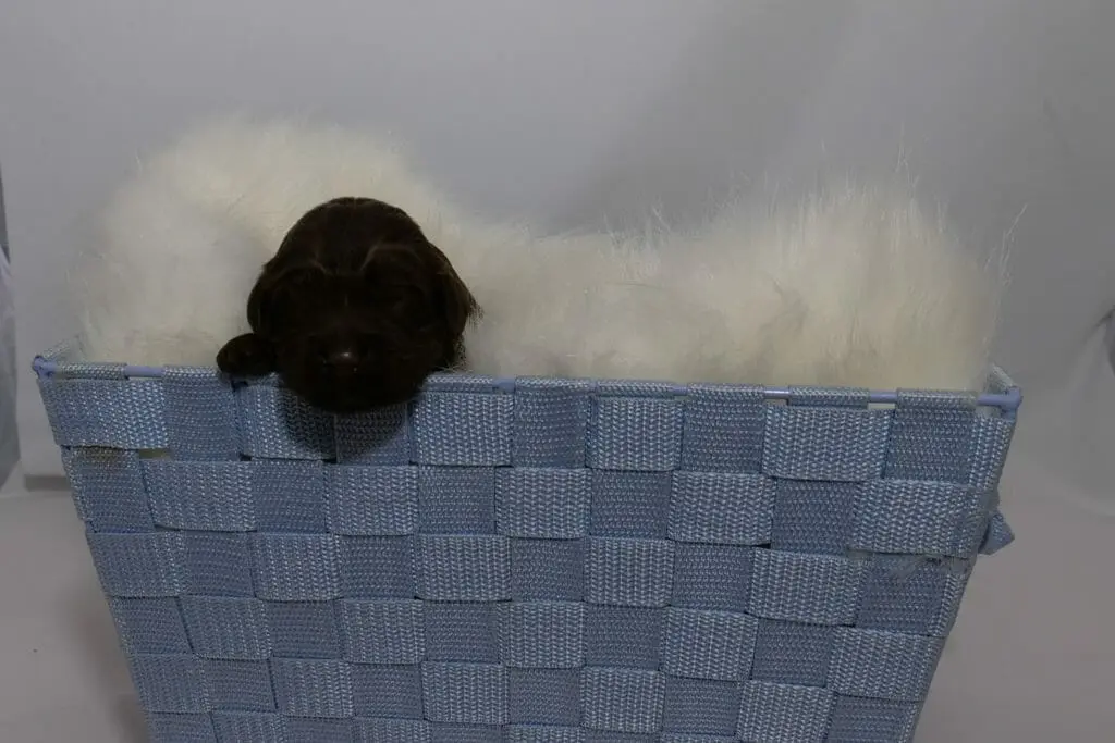 1-week old chocolate colored labradoodle puppy. Photo taken from ground level, the side of a light blue basket with a cream colored sheepskin inside it. The puppys dark face and 1 tiny paw is just barely peeking over the edge of the basket