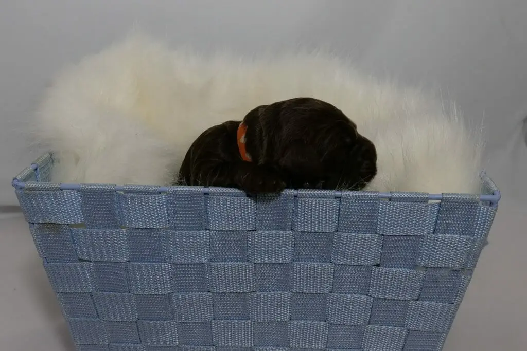 Photo taken from ground level, the side of a light blue basket with a cream colored sheepskin rug. Inside the basket is a 1-week old chocolate colored labradoodle puppy. Puppy is facing the right side of the photo with one tiny paw resting on the edge of the basket.