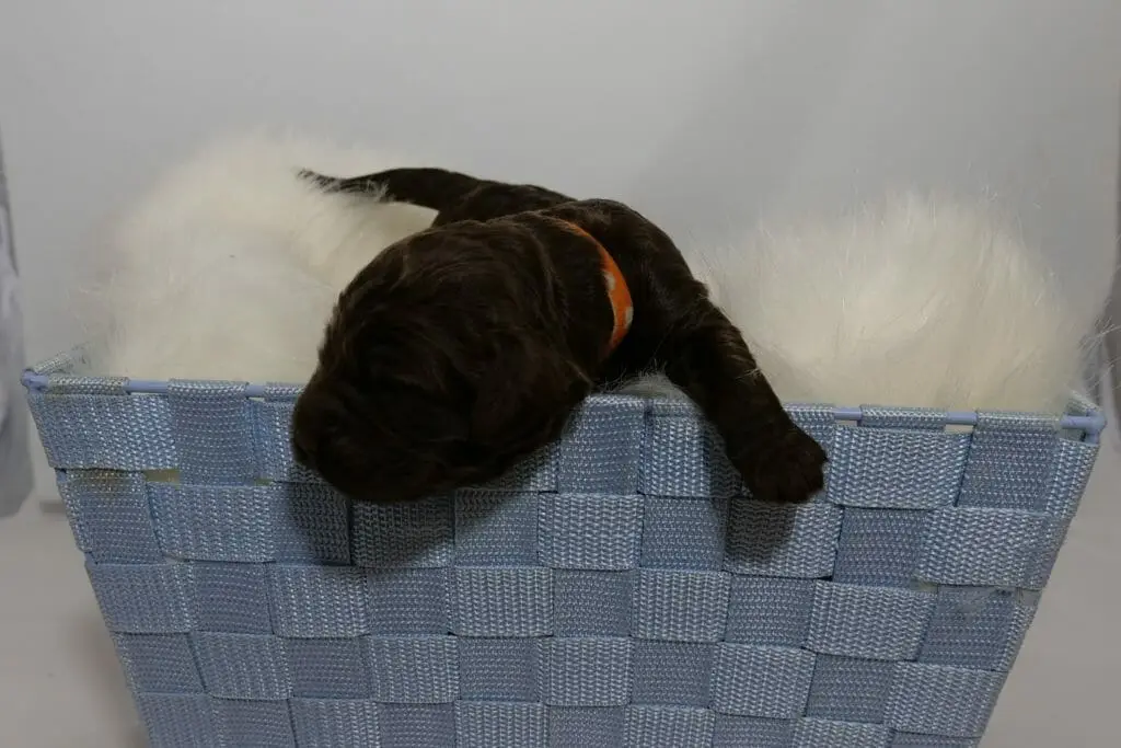 Photo taken from ground level, a 1-week old chocolate colored labradoodle puppy is in a light blue basket which is lined with a cream colored sheepskin rug. His head and left paw are hanging over the edge as his tail is visible in the background.