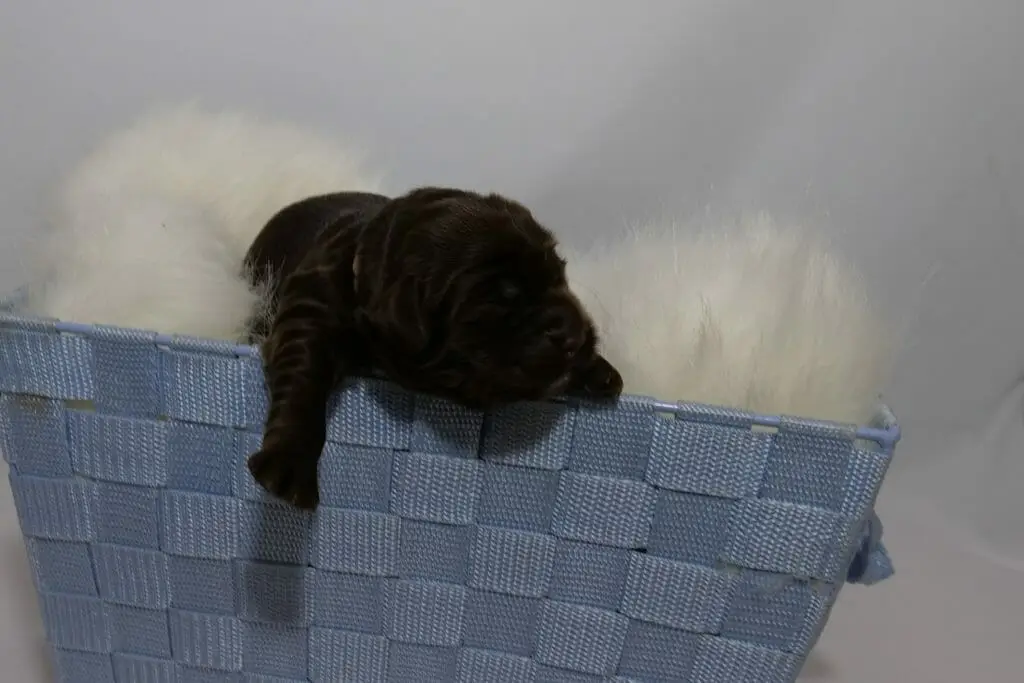 Head-on photograph of a 1-week old chocolate brown labradoodle puppy lying on a fluffy sheepskin blanket that is nestled inside a light blue wovan basket. She is looking to the right with her head out of the basket while 1 paw is stretched out towards the ground.