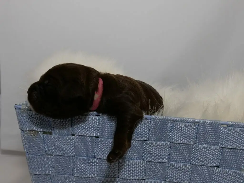 Photo taken from ground level, a light blue woven basket with a fluffy sheepskin blanket inside. In the basket is a 1-week old chocolate brown labradoodle puppy, facing the left side of the picture with one leg hanging out of the basket. She is wearing a pink collar.
