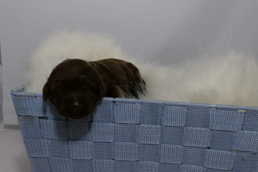 Head-on photograph of a 1-week old chocolate labradoodle puppy, lying on a fluffy cream colored blanket inside a light blue basket. Puppys chin is resting on the side of the basket.