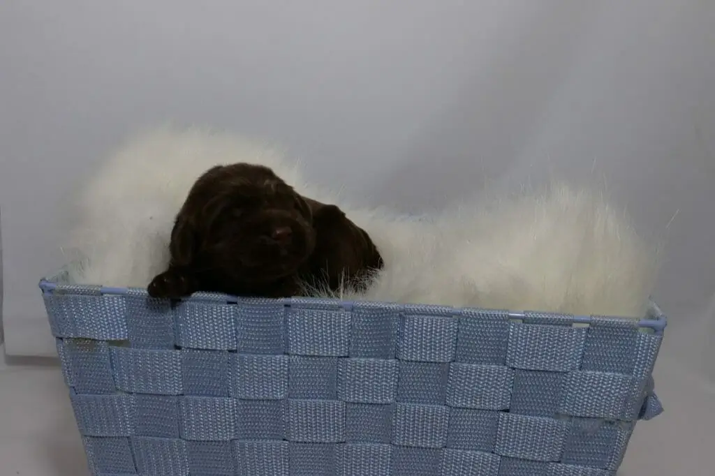 Head-on photograph of a 1-week old chocolate brown labradoodle puppy lying on a fluffy cream colored blanket inside a light blue woven basket. Puppy is resting their head on the edge of the basket with one tiny paw poking out from under their chin.