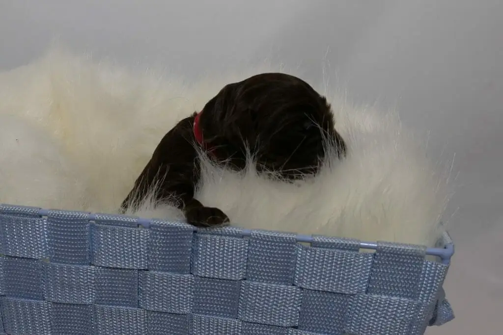 1-week old dark chocolate colored labradoodle puppy. Photo taken from ground level, the side of a light blue basket lined with a cream colored sheepskin rug. The dark chocolate colored puppy has his paw on the side of the basket and he is sniffing at the fluffy sheepskin.