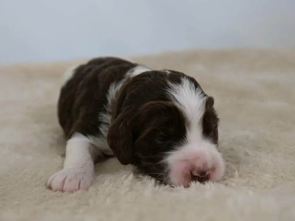 2-week old parti pattern labradoodle puppy (white and dark chocolate) lying facing the camera with a white paw sticking out on the left and their white and brown face turned to the right. Photo taken from ground level.