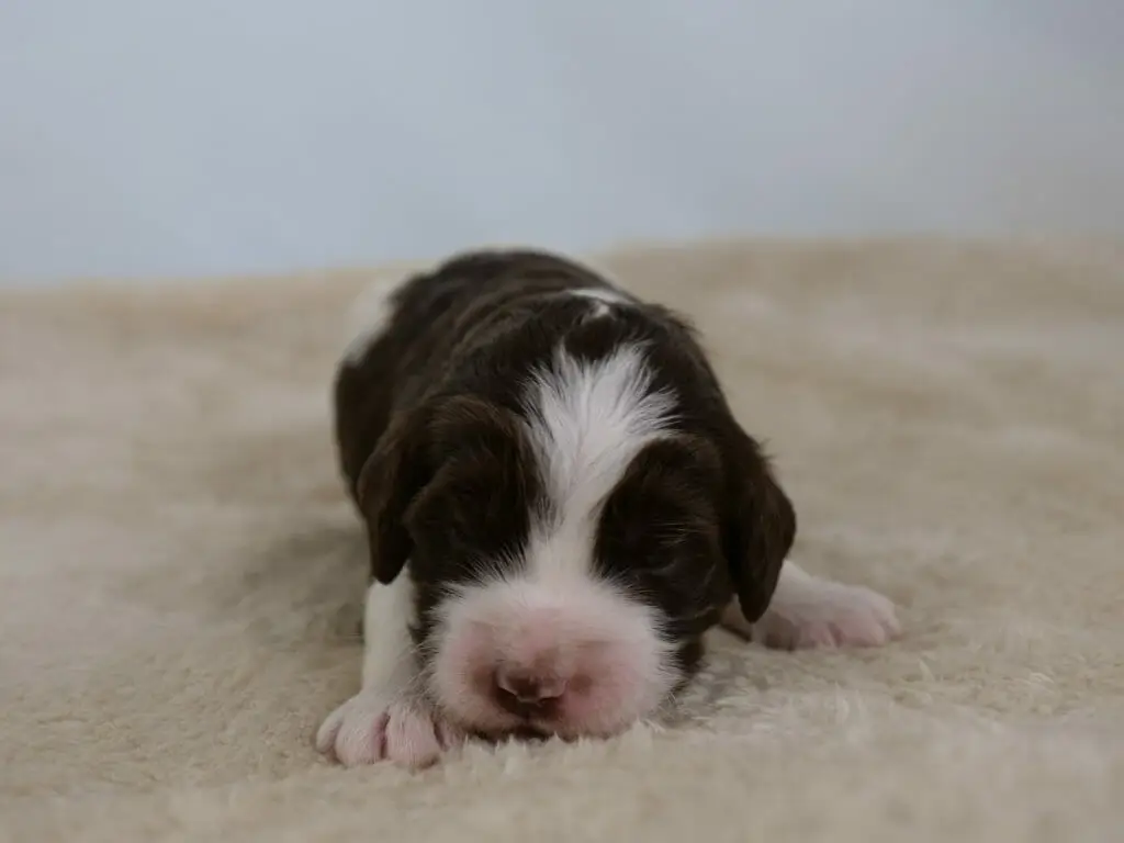 2-week old parti pattern labradoodle puppy (white and dark chocolate) lying on a cream colored sheepskin rug. They are facing the camera and their white front paws are poking out from underneath them. Photo taken from ground level.