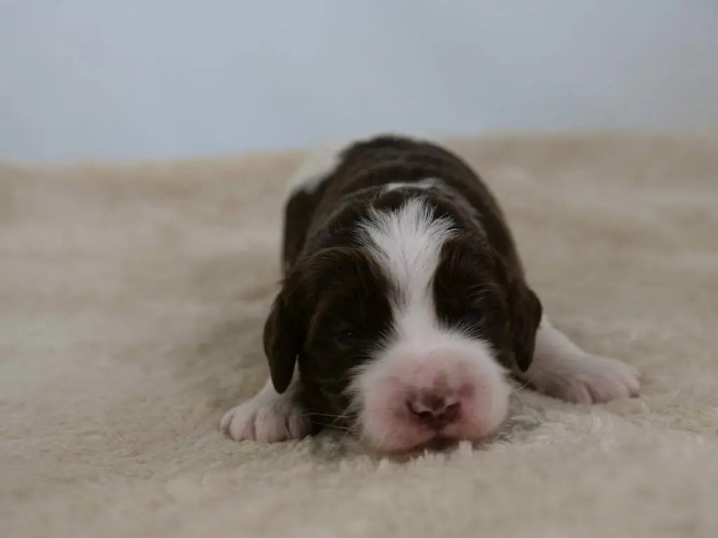 2-week old parti pattern labradoodle puppy (white and dark chocolate) lying on a cream colored sheepskin rug. They are facing the camera. Predominately dark colored with white paws, muzzle and patches on their back. Photo taken from ground level.