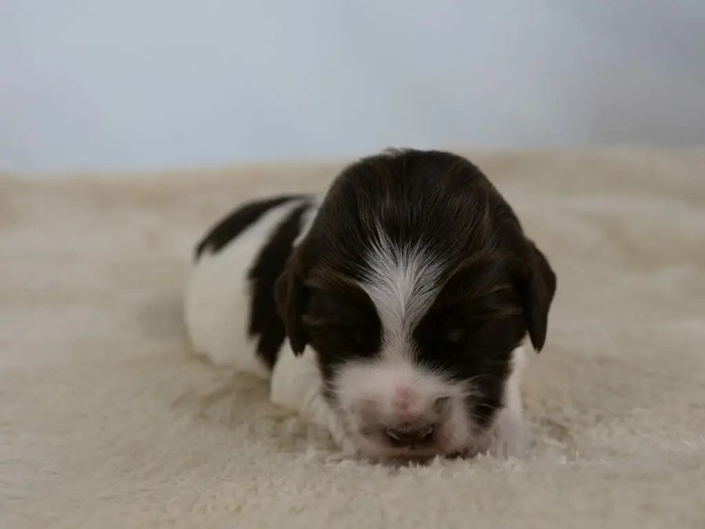 2-week old parti pattern labradoodle puppy (white and dark chocolate) lying on a cream sheepskin rug. Puppy is sniffing at the rug. The side of their body is predominantly white with a patch of dark on their shoulder and near their tail. Photo taken from ground level.