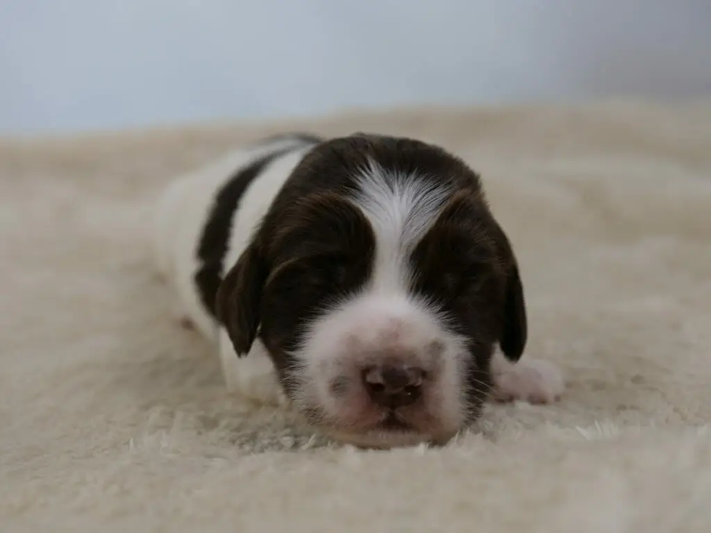 2-week old parti pattern labradoodle puppy (white and dark chocolate) lying on a cream sheepskin rug. Facing the camera from ground level. Eyes, ears and top of head are brown, with a white strip between the eyes and a white muzzle. Nose is brown. Photo taken from ground level.