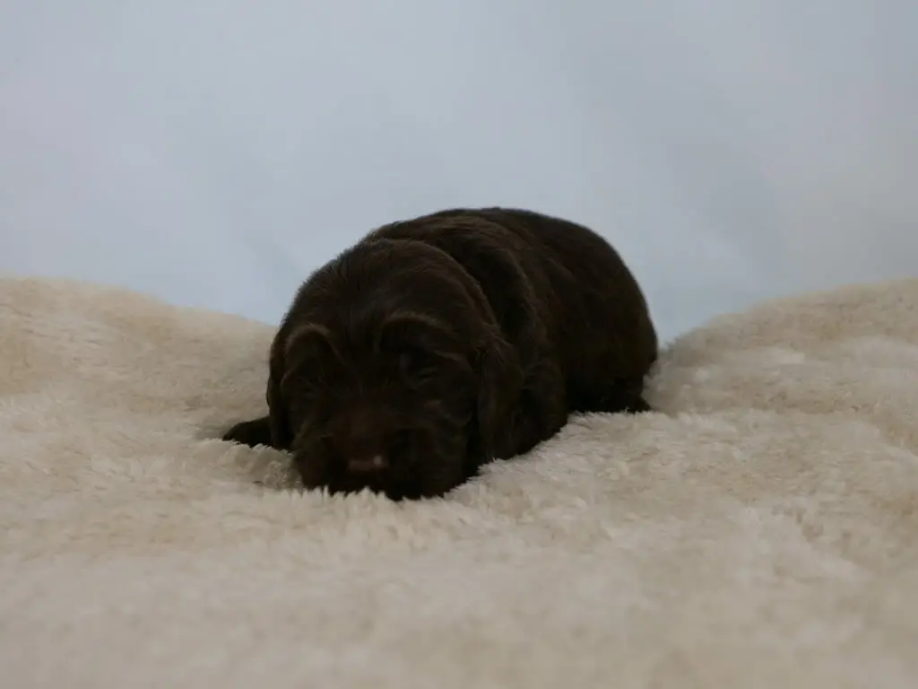 2-week old chocolate colored labradoodle puppy. Asleep on a cream colored sheepskin rug, facing the camera. Photo is taken at ground level.