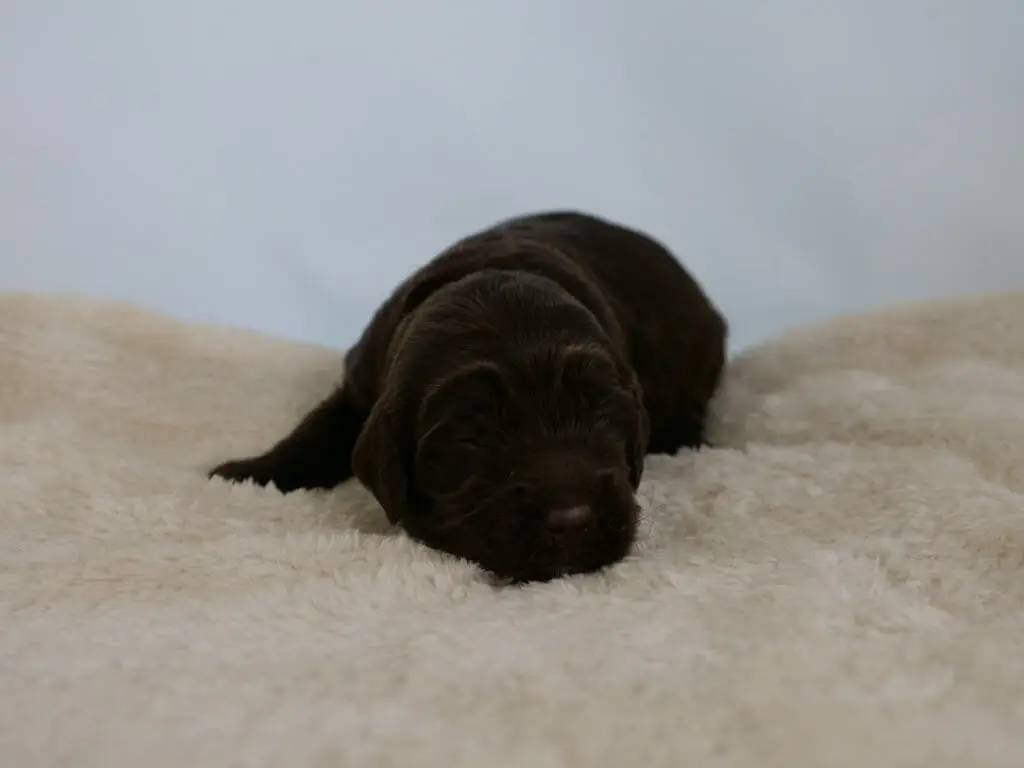 -week old chocolate colored labradoodle puppy. Lying on a cream colored sheepskin rug, head is turned slightly to the right. Photo taken from ground level.