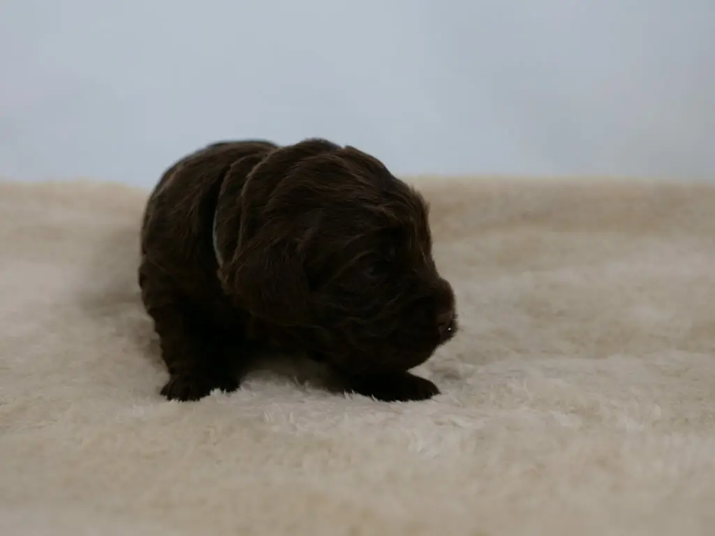 2-week old chocolate labradoodle puppy, lying on a cream colored sheepskin rug with head slightly raised, looking to the right. Photo taken from ground level.