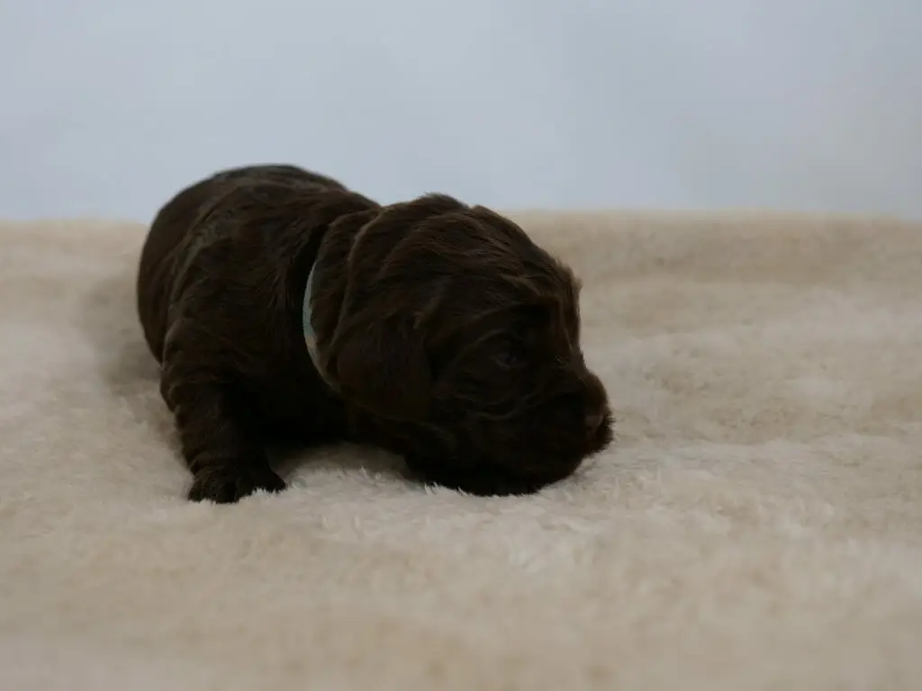 2-week old chocolate colored labradoodle puppy, resting on a cream colored sheepskin rug, looking to the right. Photo taken from ground level.