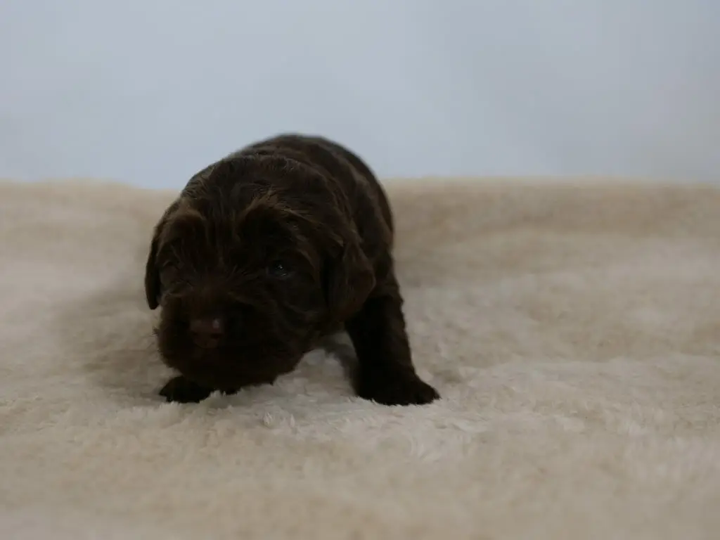 2-week old chocolate colored labradoodle puppy, standing on a cream colored sheepskin rug, looking at the camera. Photo taken from ground level.