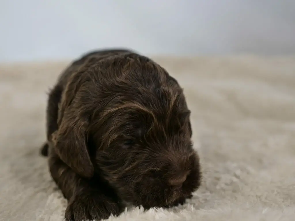 2-week old chocolate colored labradoodle puppy. Eyes closed and resting their head on their front paw, on a cream colored sheepskin rug. Streaks of caramel color throughout their coat. Photo taken from ground level.