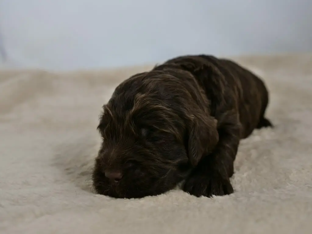 2-week old chocolate colored labradoodle puppy, turned slightly to the left while lying on a cream colored sheepskin rug. Streaks of caramel color throughout their coat. Photo taken from ground level.