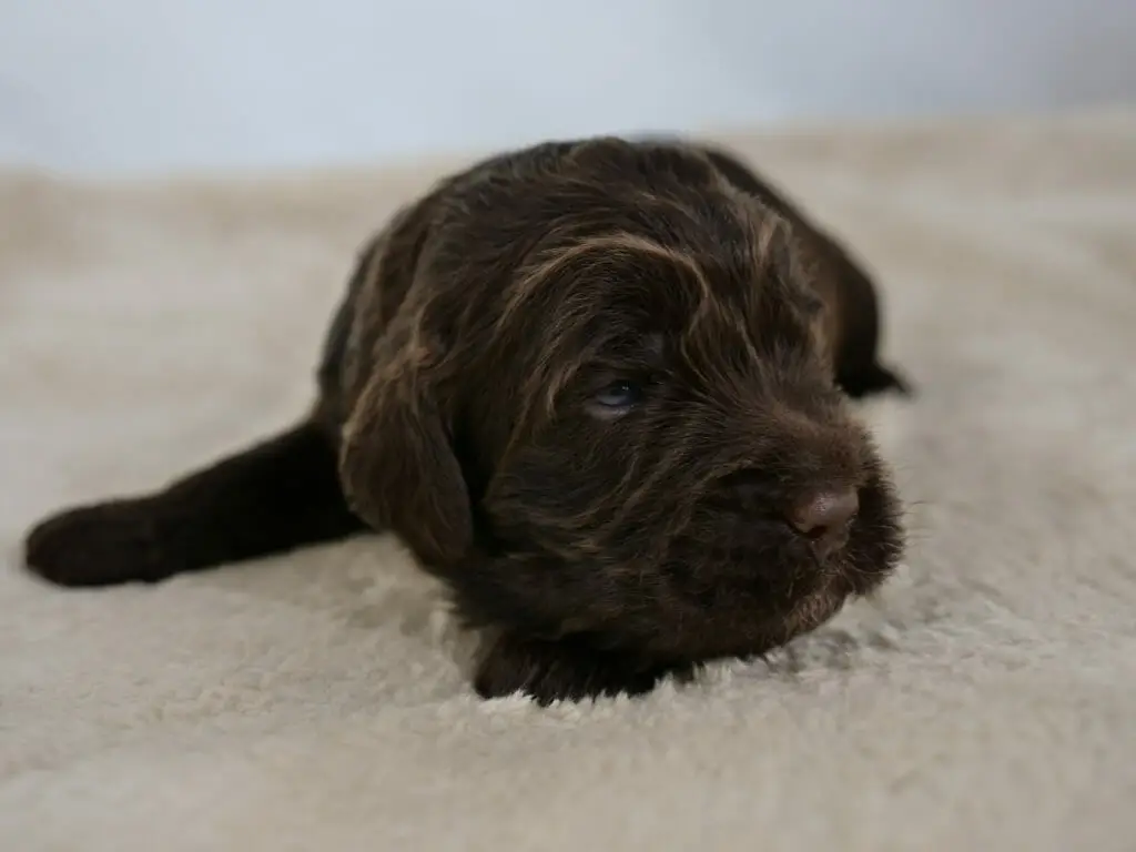 2-week old chocolate colored labradoodle puppy. Looking off to the right of the camera, their blue eyes are visible. Streaks of caramel are seen on their eyebrows and throughout their coat. They are lying on a cream colored sheepskin rug. Photo taken from ground level.