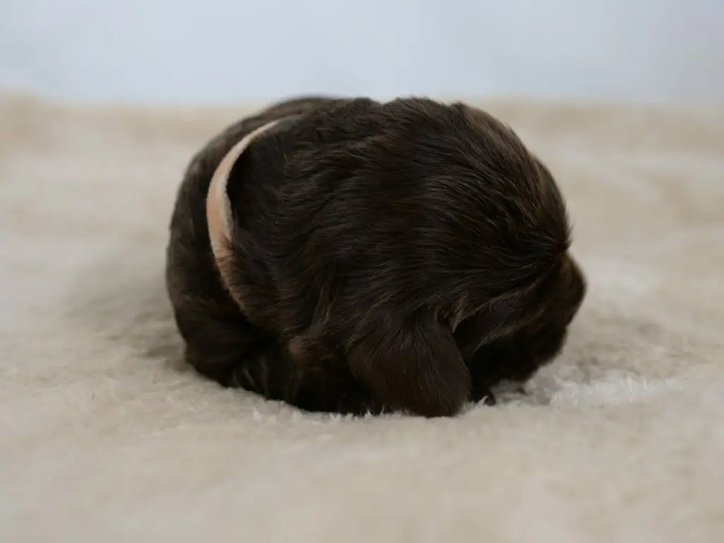 2-week old chocolate colored labradoodle puppy on a cream colored sheepskin rug. Photo taken from ground level. Visible is the top of her head in the foreground with a tiny peach colored collar.