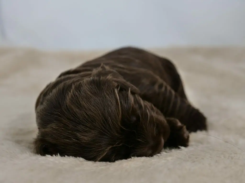 2-week old chocolate colored labradoodle puppy. Photo taken from ground level. Puppy is asleep with the top of their head in the foreground, lying on their right side. Caramel streaks throughout their coat are shining in the light.