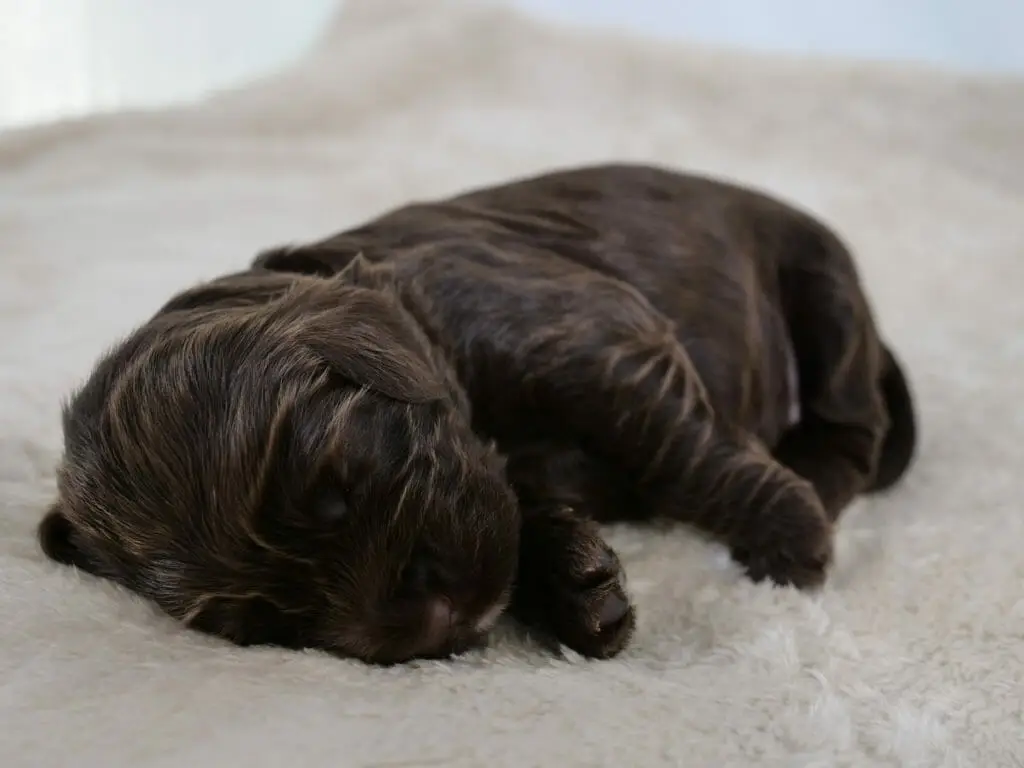 2-week old chocolate colored labradoodle puppy. Asleep on their right side facing the camera. Lying on a cream colored sheepskin rug. Streaks of caramel throughout their coat. Photo taken from ground level.