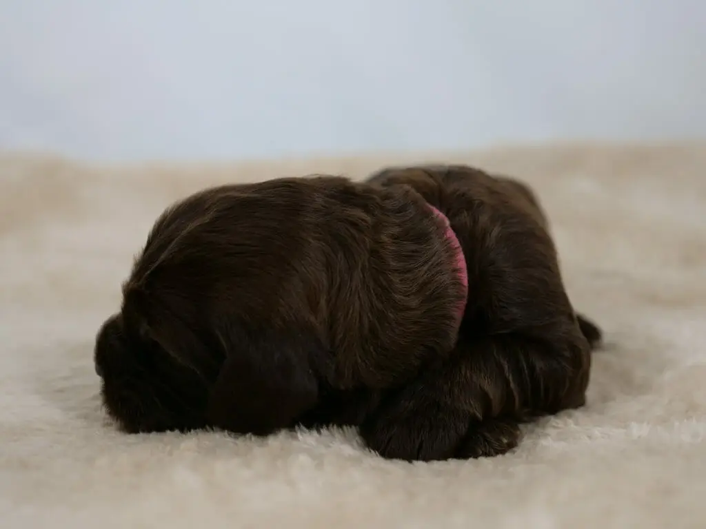 2-week old chocolate colored labradoodle puppy on a cream colored sheepskin rug. Photo is taken from ground level, puppy has their head turned to the left and we can see their neck with the tiny pink collar.