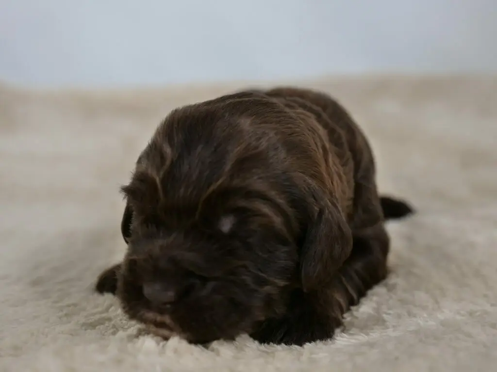 2-week old chocolate colored labradoodle puppy asleep on a cream colored sheepskin rug. Photo taken from ground level with puppys face in the foreground. Caramel colors are shining in the light.