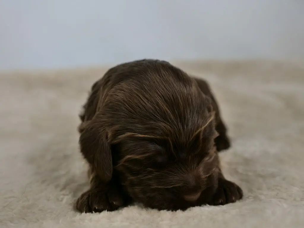 2-week old chocolate colored labradoodle puppy. Photo taken from ground level, puppy is facing the camera with head down sniffing the rug. Caramel colors throughout their coat and 2 tiny paws are poking out from under their chin.