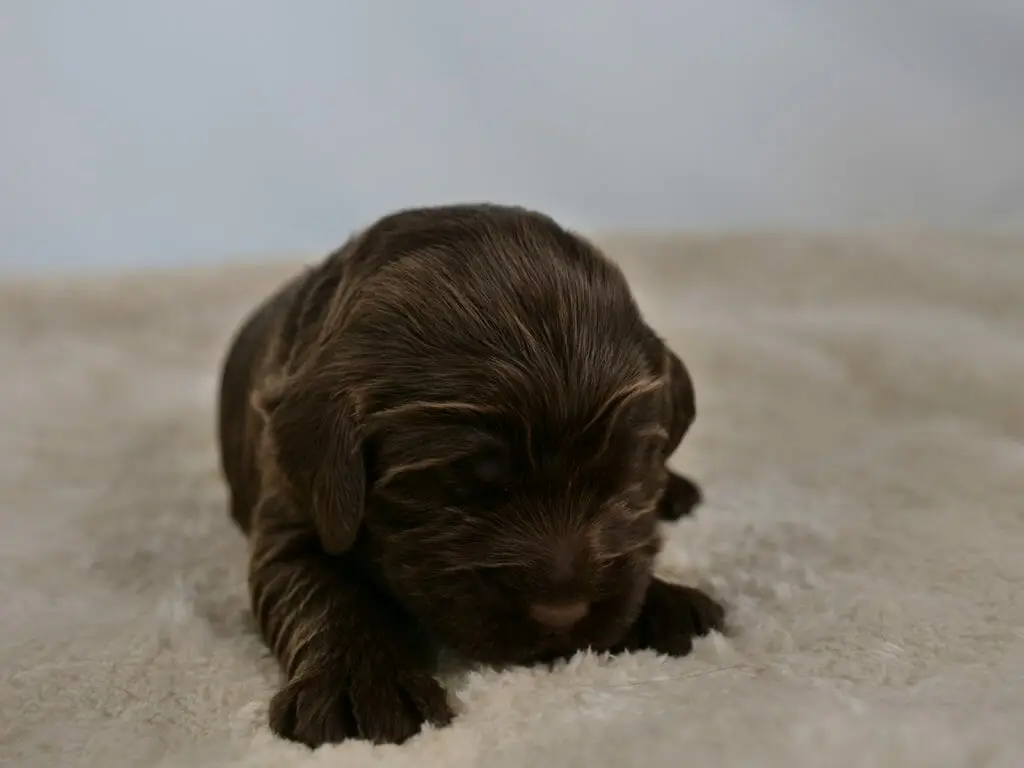 2-week old chocolate colored labradoodle puppy. Photo taken from ground level, puppy is facing the camera with head down and one tiny paw is stretched forward.