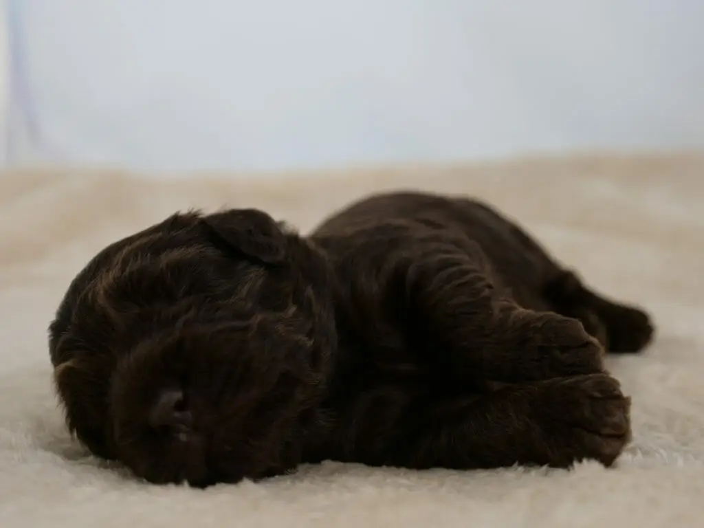 2-week old chocolate colored labradoodle puppy. Sleeping on his right side on a cream colored sheepskin rug. Photo taken from ground level.