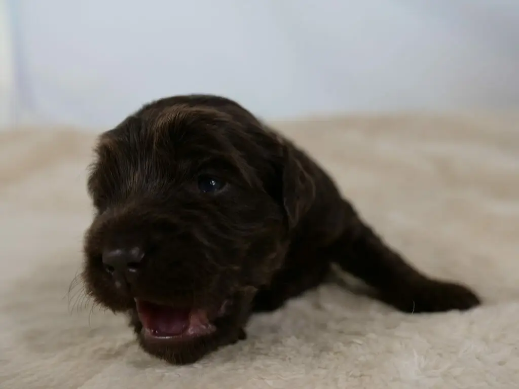 2-week old chocolate colored labradoodle puppy. Looking just to the left of the camera with mouth slightly open. Lying on a cream colored sheepskin rug. Photo taken from ground level, close up to the puppys face.