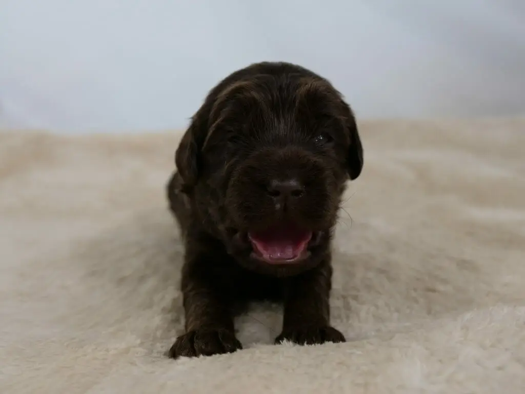 2-week old chocolate colored labradoodle puppy. Sitting on a cream colored sheepskin rug. Looking at the camera with mouth slightly open, pink tongue just barely visible. Photo taken from ground level.