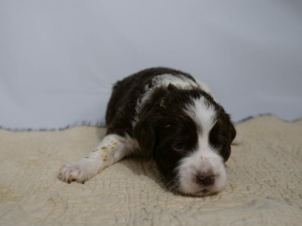 Photo taken from ground level with a cream colored rug and white backdrop. 3 week old black and white labradoodle puppy is lying with his head on the rug facing the camera. Head and back is predominantly black, a white blaze from muzzle to forehead and a white strip across his shoulders. One paw on the left side of the image is stretched out, you can see a bit of dried orange food on his leg.