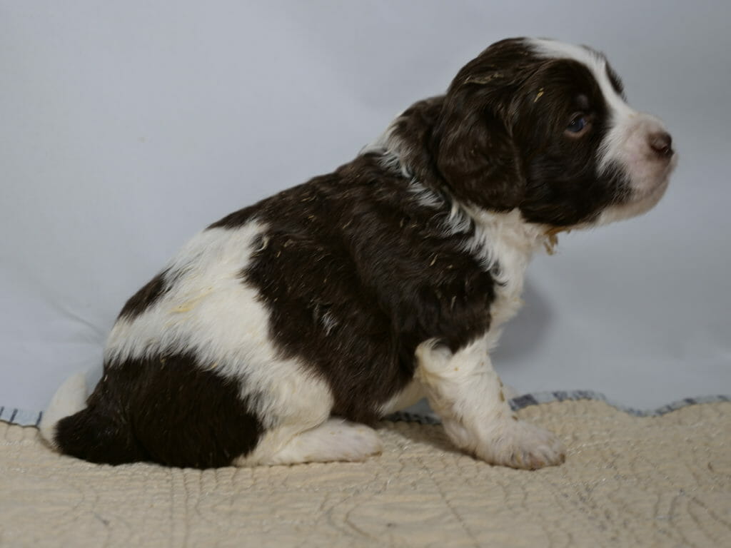 Image taken from ground level, cream rug with white backdrop. A 3 week old black and white labradoodle puppy is sitting facing to the right. Their nose, legs and a stripe across their lower back. Bum, shoulder, head and ears are black. There is a bit of dried orange food is visible on their coat.