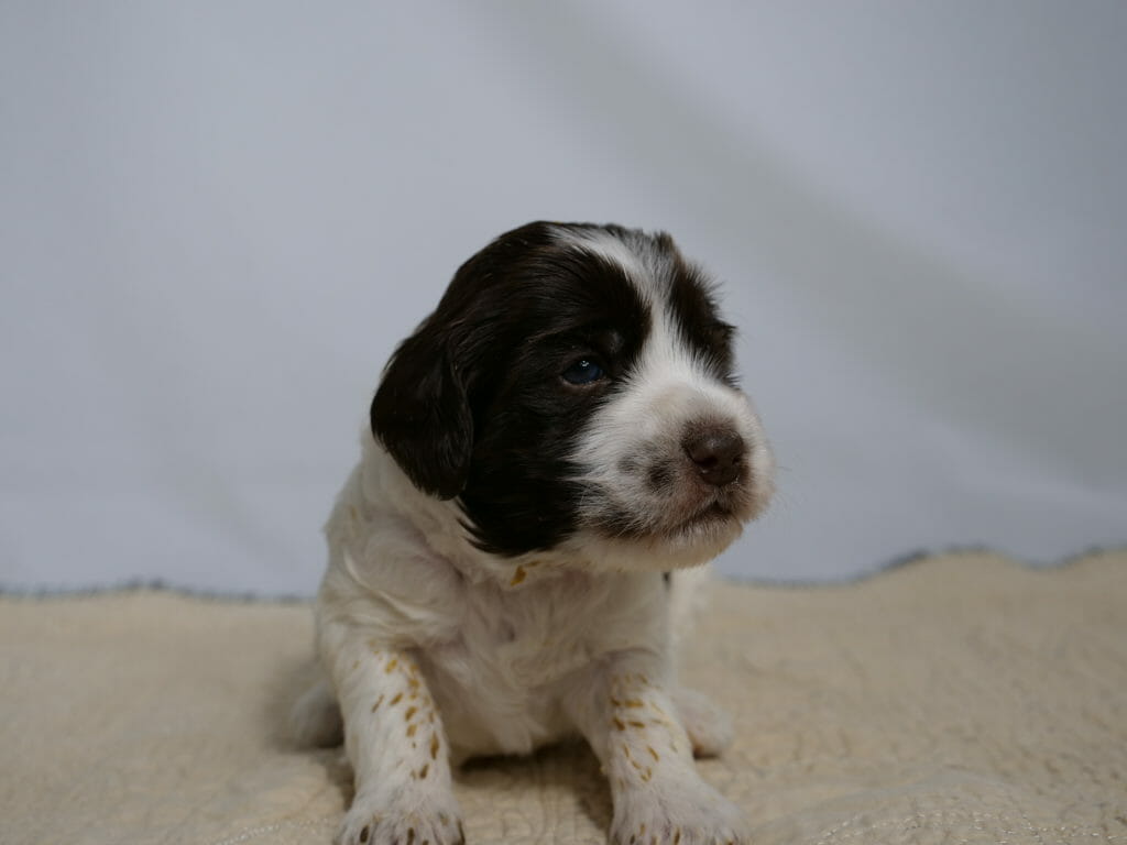 Photo taken from ground level, a 3 week old white and black labradoodle puppy is sitting on a cream rug with a white backdrop. Puppy has black head and ears, with a white body and white blaze from muzzle to forehead. Flecks of orange food spot the puppies legs and chest. Puppy is looking to the right of the camera.