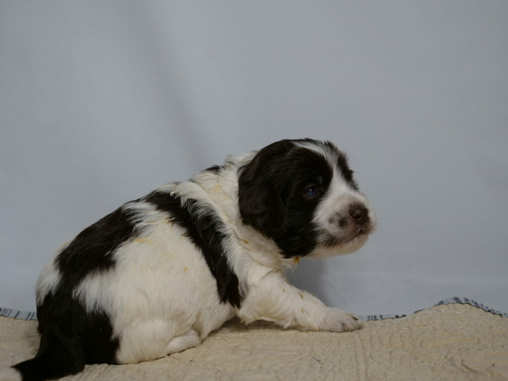 Photo taken from ground level, cream colored rug with a white backdrop. A 3 week old white and black labradoodle puppy is facing away from the camera and looking over its shoulder to the right. Black head and ears, with a black stripe across its back and a black bum.
