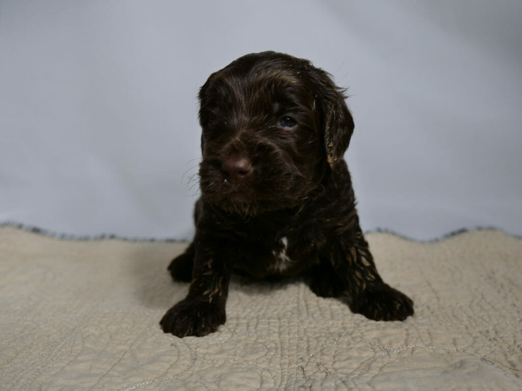 Photo taken from ground level. A 3 week old dark chocolate labradoodle puppy is sitting in the center of the image on a cream colored rug with a white backdrop. The puppy has a tiny bit of white down the middle of his chest and caramel tones throughout his coat. His head is turned slightly to the left of the image and one dark eye is staring directly at the camera. He has bits of orange food dried on his legs and ears.