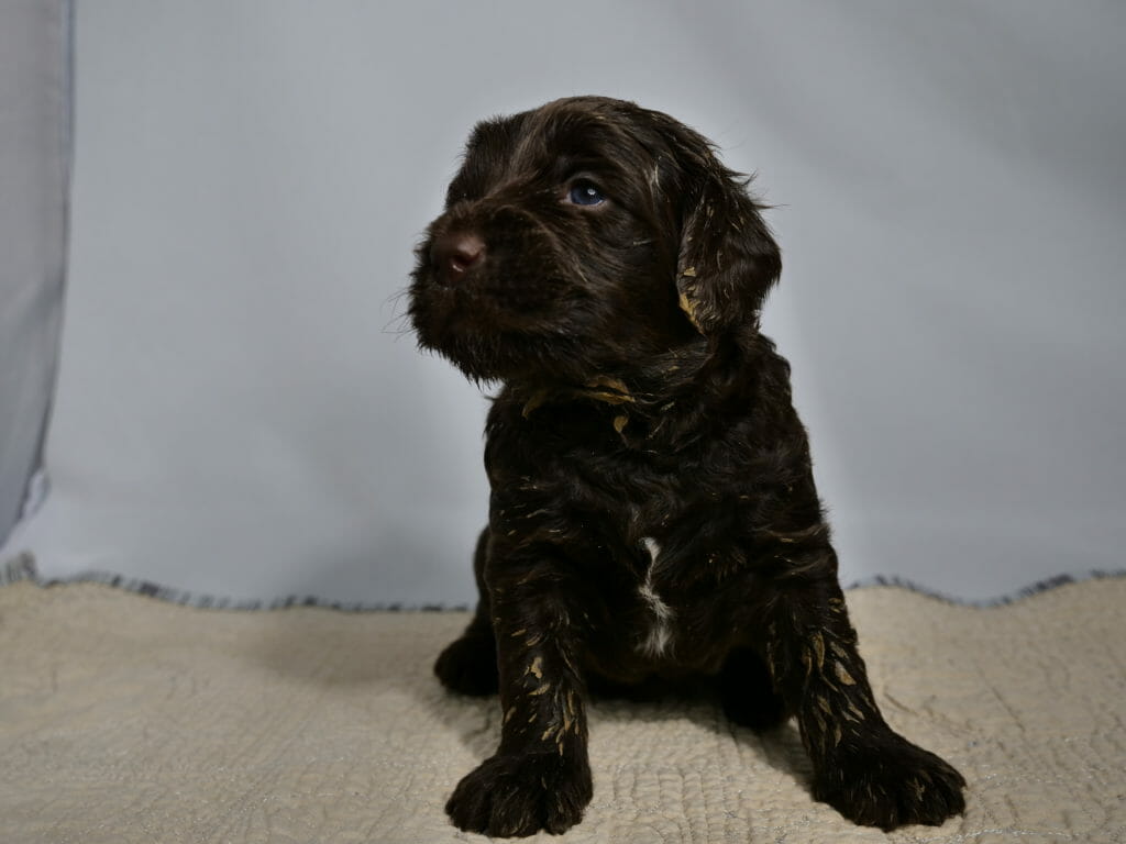 Image taken from ground level, a 3 week old dark chocolate ladradoodle puppy is sitting on a cream rug with a white backdrop. The puppy is facing the camera and sitting up while looking above and to the left of the camera. Puppy is solid dark chocolate colored with a streak of white on its chest. Drops of orange food is stuck in its coat.