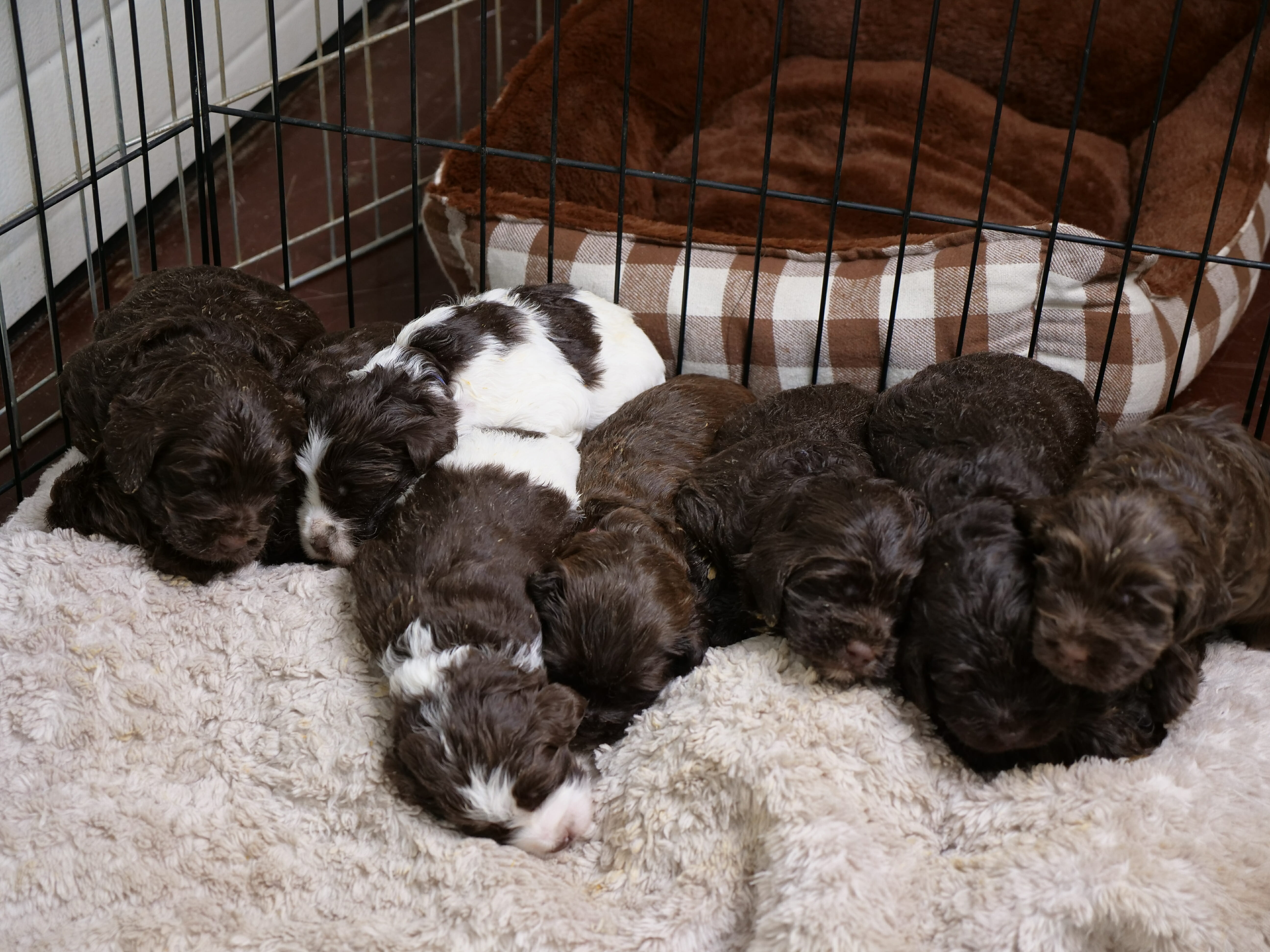 In the foreground is a light colored blanket, the background has a brown and white plaid dog bed inside a wire pen. Across the middle of the picture is a line up of sleeping 3-week old labradoodle puppies. From the left is a chocolate colored puppy, 2 parti pattern (white and chocolate) and then 4 chocolate colored puppies heads are visible.