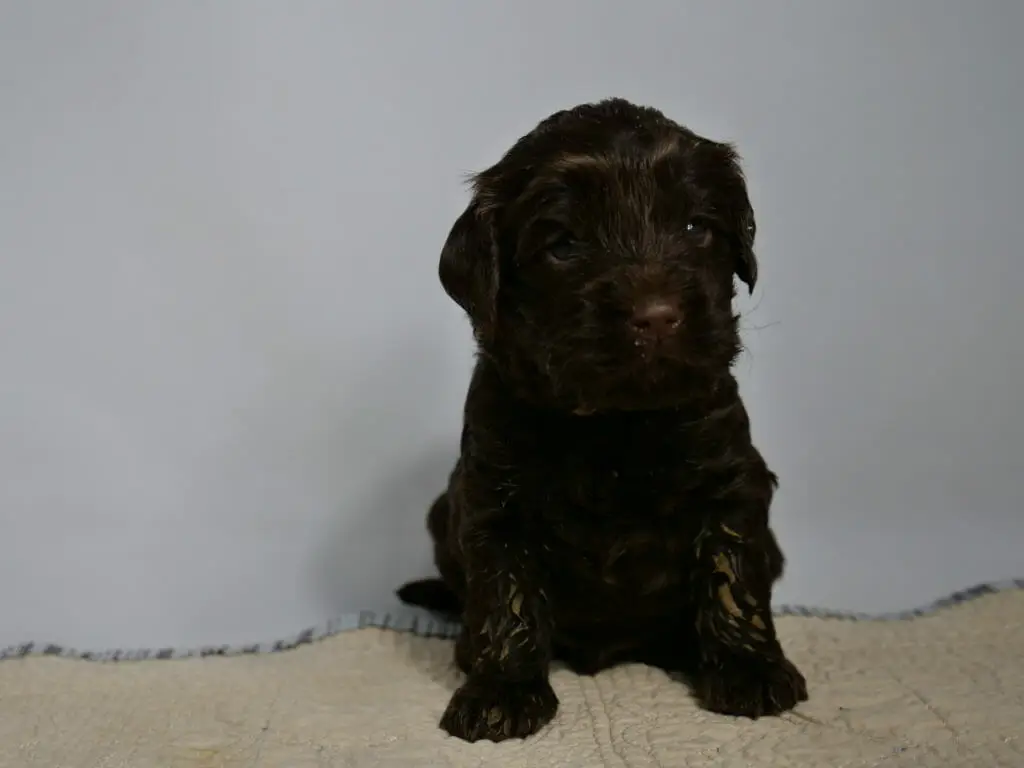 A 3 week old dark chocolate labradoodle puppy is sitting on a cream rug with a white backdrop, looking slightly down and to the right of the camera. He has a bit of orange food on his front legs and his caramel colored eyebrows are shining in the light.