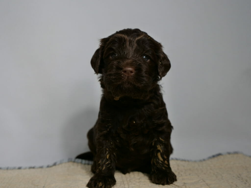 3 week old dark chocolate labradoodle puppy is sitting and facing the camera, looking directly at the camera with dark eyes. Little flecks of orange food is visible on his legs