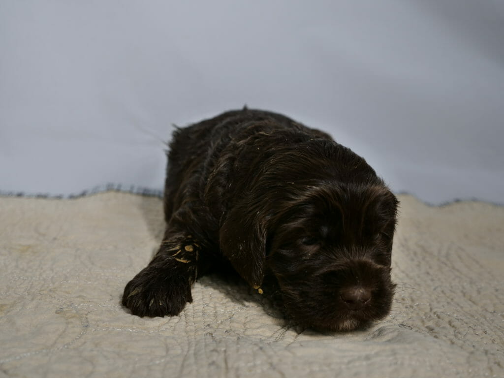 Close up image of a 3 week old dark chocolate labradoodle puppy lying with head on a cream colored rug with a white backdrop. There is dried orange food on the puppys leg at the left side of the image. A tiny white goatee is just barely visible.