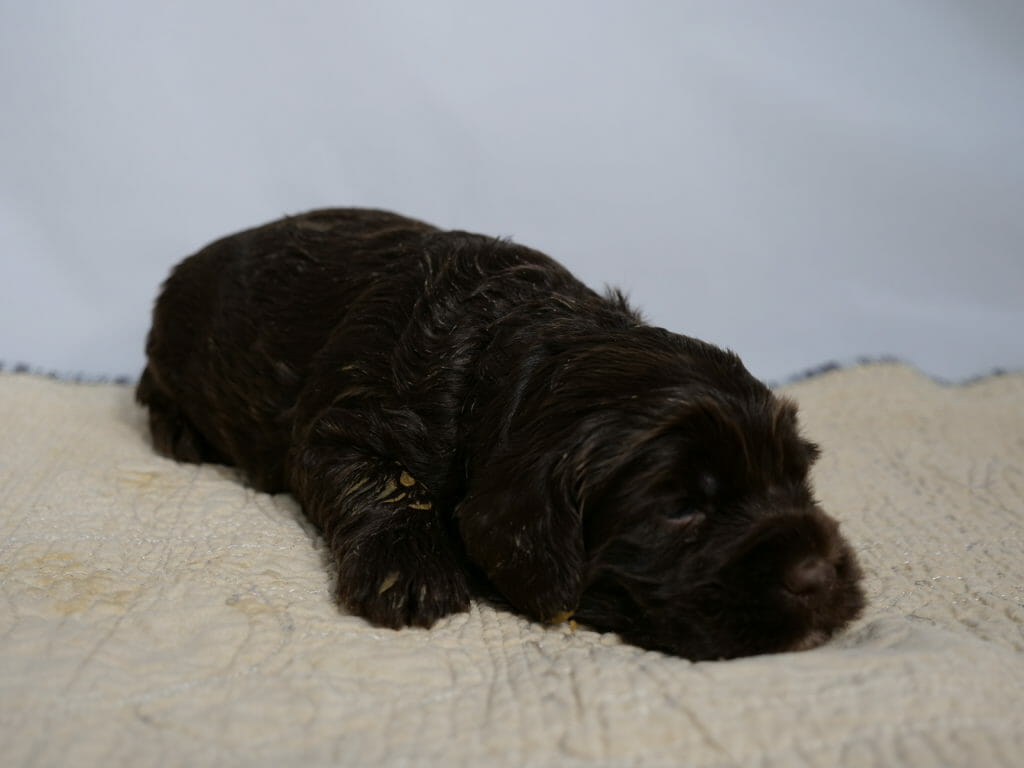 Image taken from ground level, cream colored rug with white backdrop. A 3 week old dark chocolate labradoodle puppy is lying with her head resting on the rug, turned slightly to the right of the camera. Her eyes are open (dark colored) and the caramel shades in her coat as shining in the light. She has a bit of orange food on her legs.