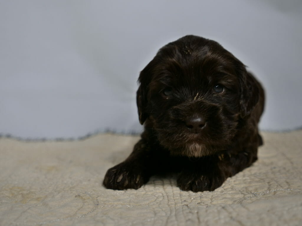 Close up of a 3 week old dark chocolate labradoodle puppys face. She is lying facing the camera on a cream rug with a white backdrop. She is looking directly at the camera with dark blue eyes. She has a little white goatee on her chin.