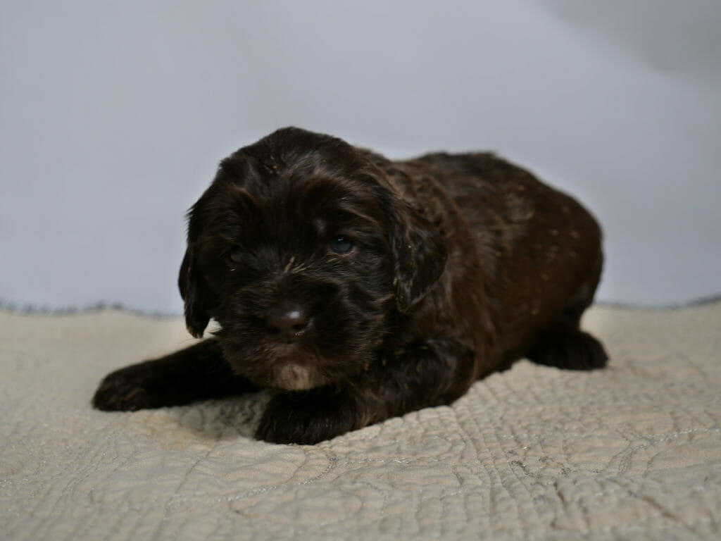 Photo taken from ground level, a 3 week old dark chocolate labradoodle puppy is lying with head slightly raised on a cream colored rug with white backdrop. Puppy has caramel tones shining in the light, dark blue eyes looking directly at the camera and tiny white goatee on her chin.
