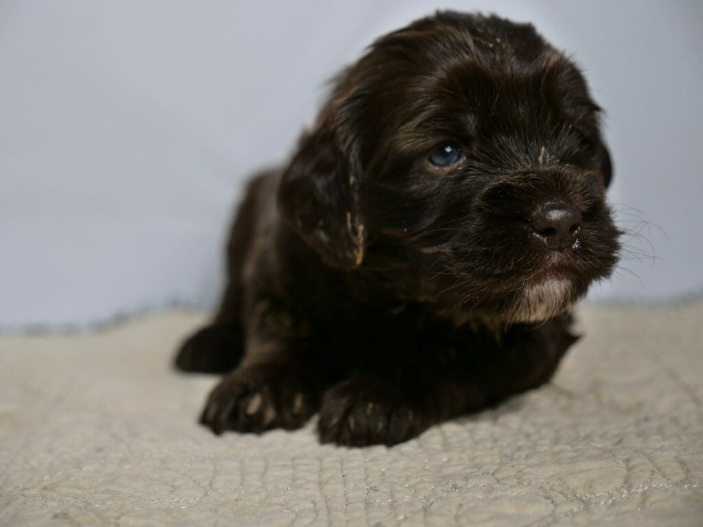 Close up image of a 3 week old dark chocolate labradoodle puppys face. She has dark blue eyes and is looking to the right of the camera. She has a little white goatee and caramel colors shining in the light. She has a little orange food on her ear. She is lying on a cream rug with a white backdrop.