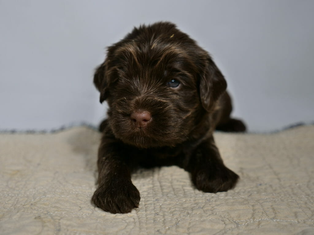 Close up image of a 3 week old dark chocolate labradoodle puppys face. Puppy is lying with head raised, on a cream colored rug with a white backdrop. He is looking just to the left of the camera with dark blue eyes shining in the light. He has bright caramel colored eyebrows and his coat has caramel tones throughout.